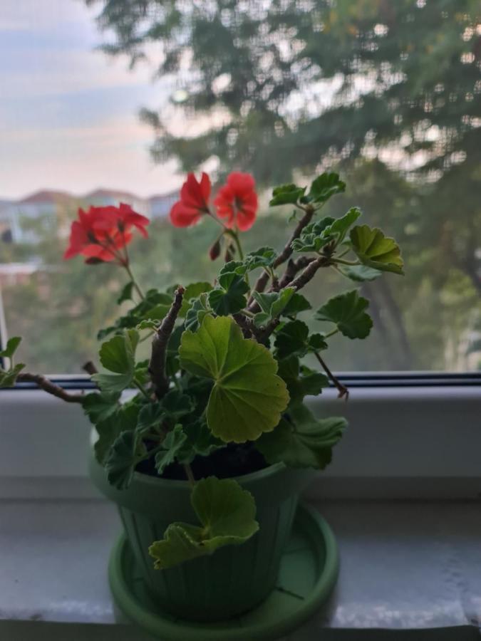 Apartament Modern Cristina&Jessica Mediaş Εξωτερικό φωτογραφία